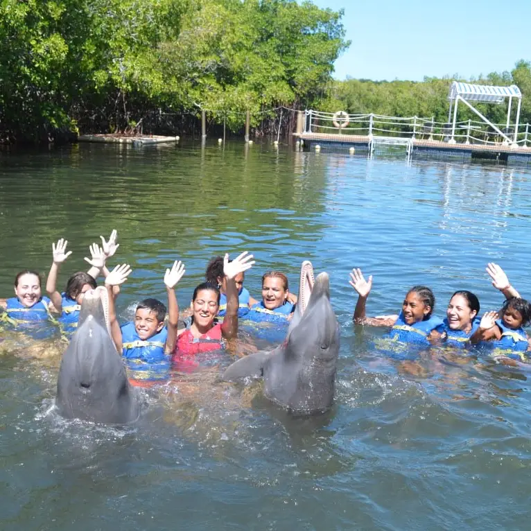 nadando con delfines