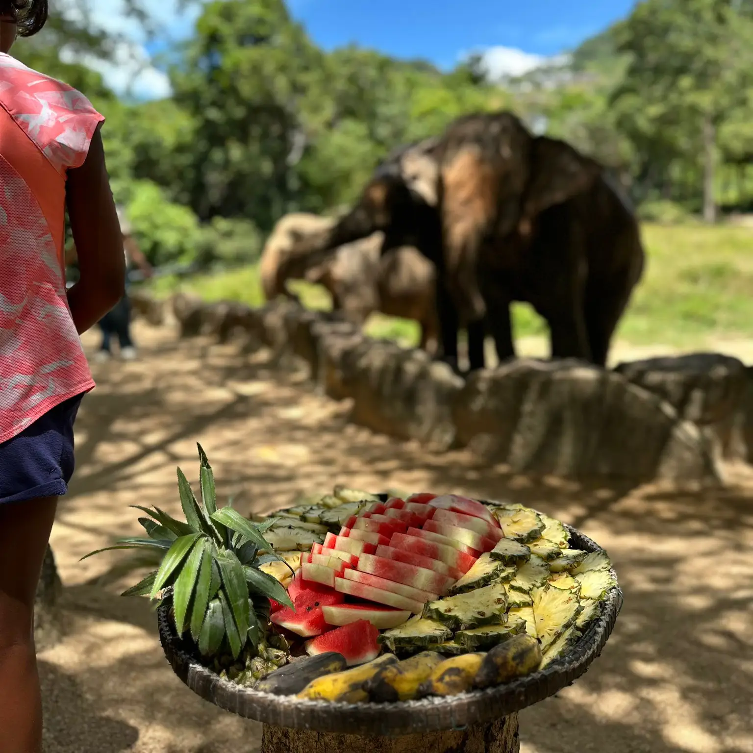 elefante tailandia